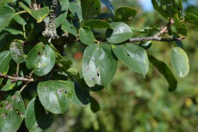 Fotografia da espécie Rhamnus cathartica