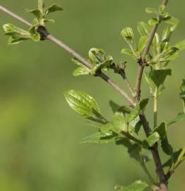 Fotografia da espécie Rhamnus cathartica