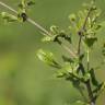 Fotografia 7 da espécie Rhamnus cathartica do Jardim Botânico UTAD