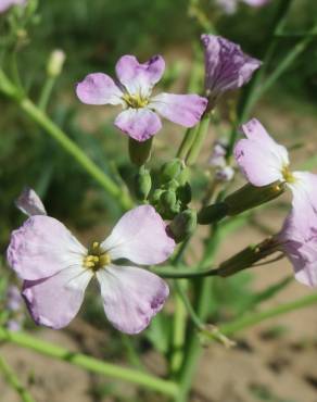 Fotografia 10 da espécie Raphanus raphanistrum subesp. sativus no Jardim Botânico UTAD