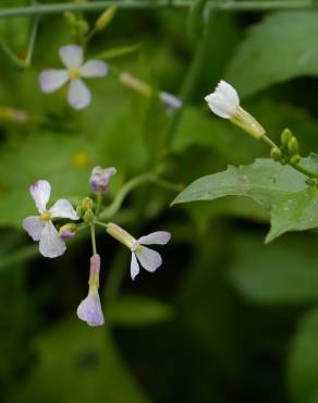 Fotografia 12 da espécie Raphanus raphanistrum subesp. sativus no Jardim Botânico UTAD