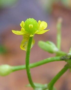 Fotografia 1 da espécie Ranunculus sceleratus no Jardim Botânico UTAD