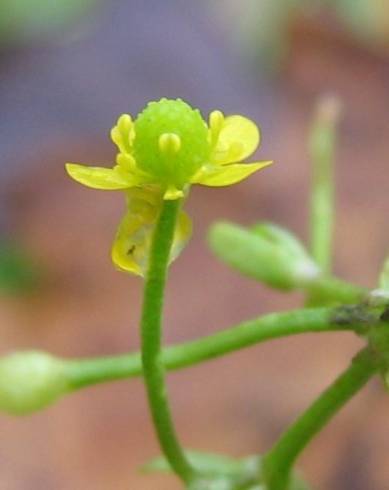 Fotografia de capa Ranunculus sceleratus - do Jardim Botânico