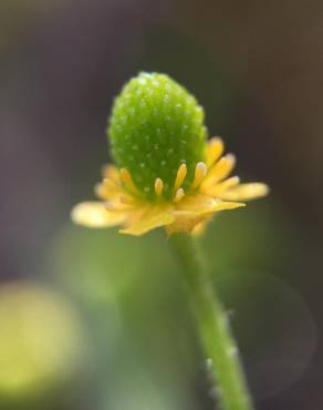 Fotografia 3 da espécie Ranunculus sceleratus no Jardim Botânico UTAD