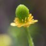 Fotografia 3 da espécie Ranunculus sceleratus do Jardim Botânico UTAD