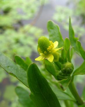 Fotografia 4 da espécie Ranunculus sceleratus no Jardim Botânico UTAD