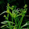 Fotografia 5 da espécie Ranunculus sceleratus do Jardim Botânico UTAD