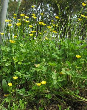 Fotografia 6 da espécie Ranunculus sceleratus no Jardim Botânico UTAD