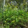 Fotografia 6 da espécie Ranunculus sceleratus do Jardim Botânico UTAD