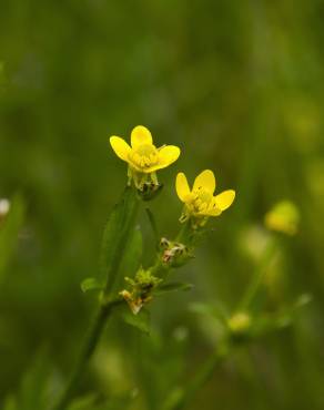 Fotografia 7 da espécie Ranunculus sceleratus no Jardim Botânico UTAD