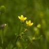 Fotografia 7 da espécie Ranunculus sceleratus do Jardim Botânico UTAD