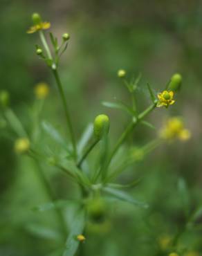 Fotografia 8 da espécie Ranunculus sceleratus no Jardim Botânico UTAD