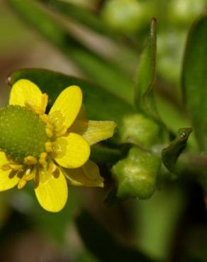 Fotografia 9 da espécie Ranunculus sceleratus no Jardim Botânico UTAD