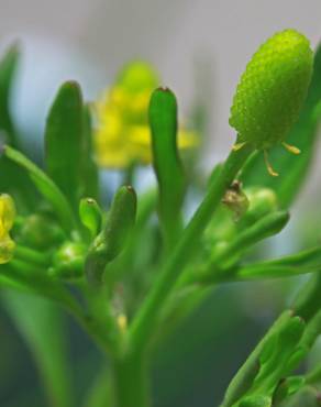 Fotografia 10 da espécie Ranunculus sceleratus no Jardim Botânico UTAD