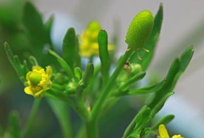 Fotografia da espécie Ranunculus sceleratus