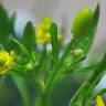 Fotografia 10 da espécie Ranunculus sceleratus do Jardim Botânico UTAD