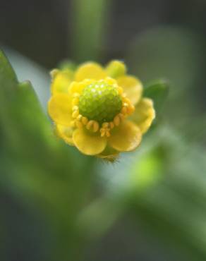 Fotografia 11 da espécie Ranunculus sceleratus no Jardim Botânico UTAD