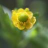 Fotografia 11 da espécie Ranunculus sceleratus do Jardim Botânico UTAD