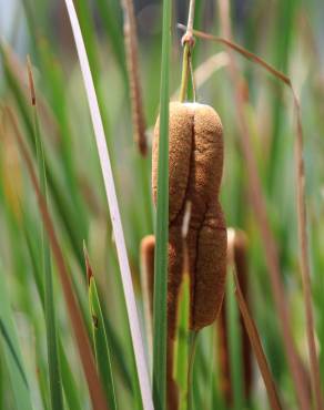 Fotografia 10 da espécie Typha angustifolia no Jardim Botânico UTAD