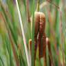 Fotografia 10 da espécie Typha angustifolia do Jardim Botânico UTAD