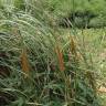 Fotografia 12 da espécie Typha angustifolia do Jardim Botânico UTAD