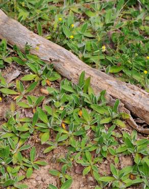 Fotografia 3 da espécie Pilosella officinarum no Jardim Botânico UTAD