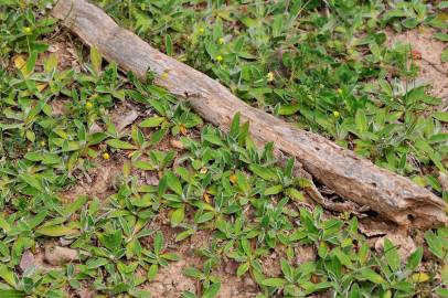 Fotografia da espécie Pilosella officinarum