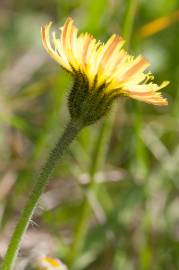 Fotografia da espécie Pilosella officinarum