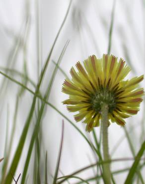 Fotografia 6 da espécie Pilosella officinarum no Jardim Botânico UTAD