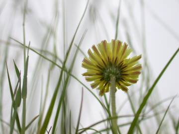 Fotografia da espécie Pilosella officinarum