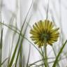 Fotografia 6 da espécie Pilosella officinarum do Jardim Botânico UTAD