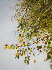 Fotografia da espécie Ulmus glabra