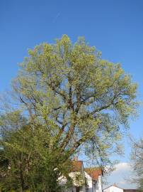 Fotografia da espécie Ulmus glabra