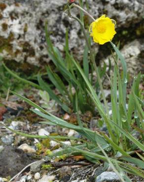 Fotografia 10 da espécie Ranunculus gramineus no Jardim Botânico UTAD