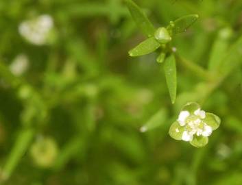 Fotografia da espécie Sagina procumbens