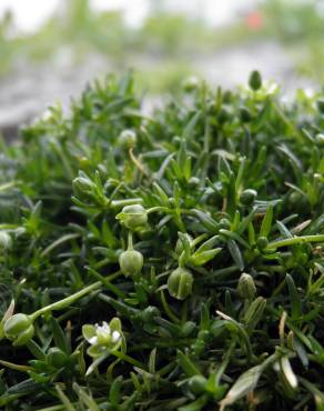 Fotografia 3 da espécie Sagina procumbens no Jardim Botânico UTAD