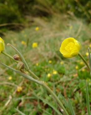 Fotografia 11 da espécie Ranunculus gramineus no Jardim Botânico UTAD