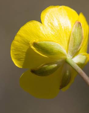 Fotografia 12 da espécie Ranunculus gramineus no Jardim Botânico UTAD