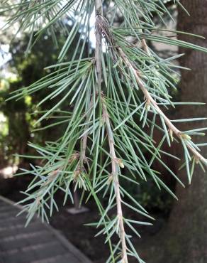 Fotografia 10 da espécie Cedrus deodara no Jardim Botânico UTAD