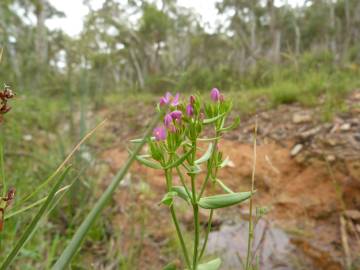 Fotografia da espécie Centaurium tenuiflorum