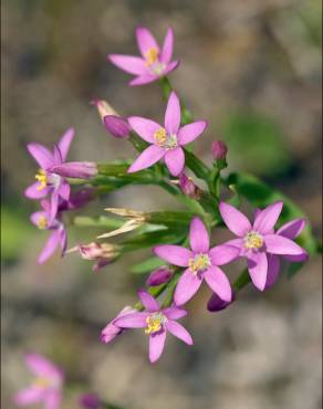 Fotografia 12 da espécie Centaurium tenuiflorum no Jardim Botânico UTAD