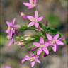 Fotografia 12 da espécie Centaurium tenuiflorum do Jardim Botânico UTAD