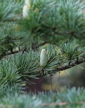 Fotografia 11 da espécie Cedrus deodara no Jardim Botânico UTAD