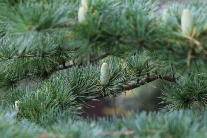 Fotografia da espécie Cedrus deodara