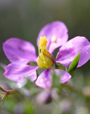 Fotografia 1 da espécie Fagonia cretica no Jardim Botânico UTAD