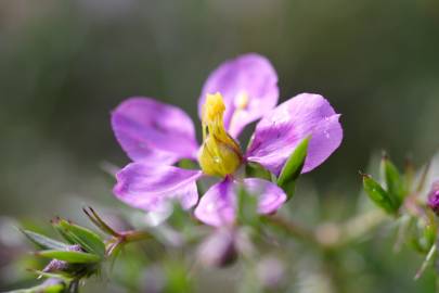 Fotografia da espécie Fagonia cretica