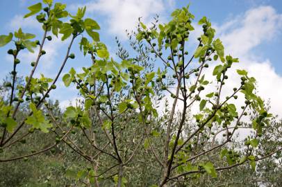 Fotografia da espécie Ficus carica