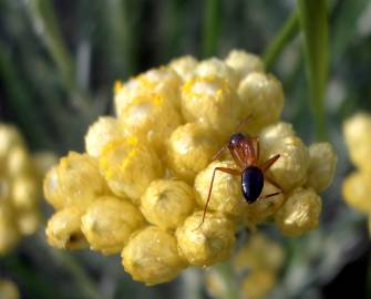 Fotografia da espécie Helichrysum italicum subesp. picardi