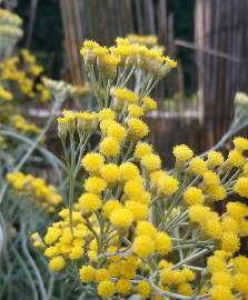 Fotografia da espécie Helichrysum italicum subesp. picardi