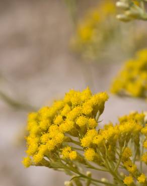 Fotografia 10 da espécie Helichrysum italicum subesp. picardi no Jardim Botânico UTAD